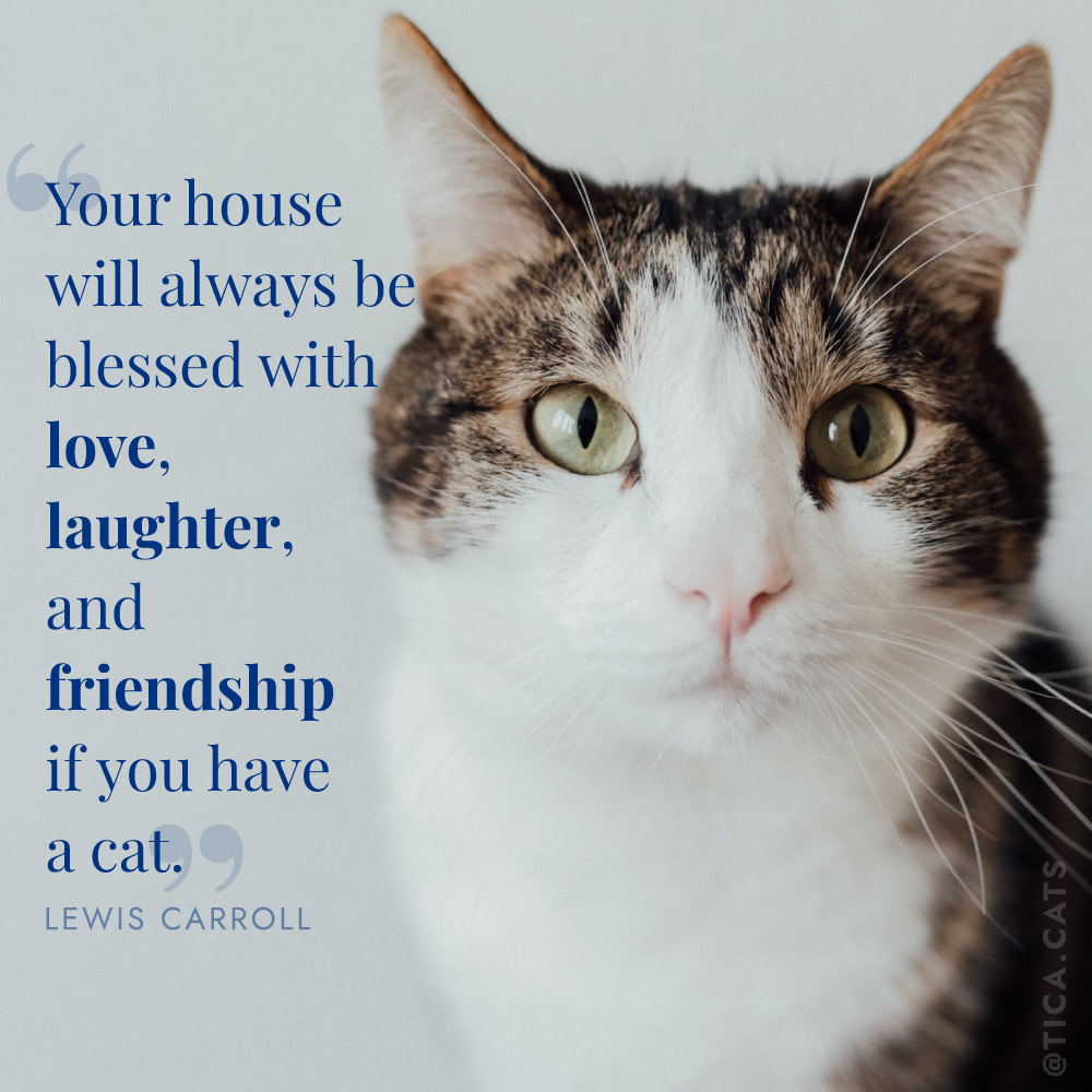 We strongly agree! 🙌 What is your favorite quote about cats?, image size:1000x1000