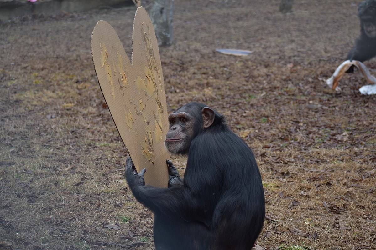 projectchimps's tweet photo. It's National Peanut Butter Day ๐ฅ! Who doesnโt love peanut butter? Chimps especially love peanut butter. Here is #AmyChimp licking peanut butter for a celebration. Help the chimps celebrate #PeanutButterDay by donating peanut butter from our wishlist: https://t.co/JKvOYo5Ngf https://t.co/5r95Cp6dtI