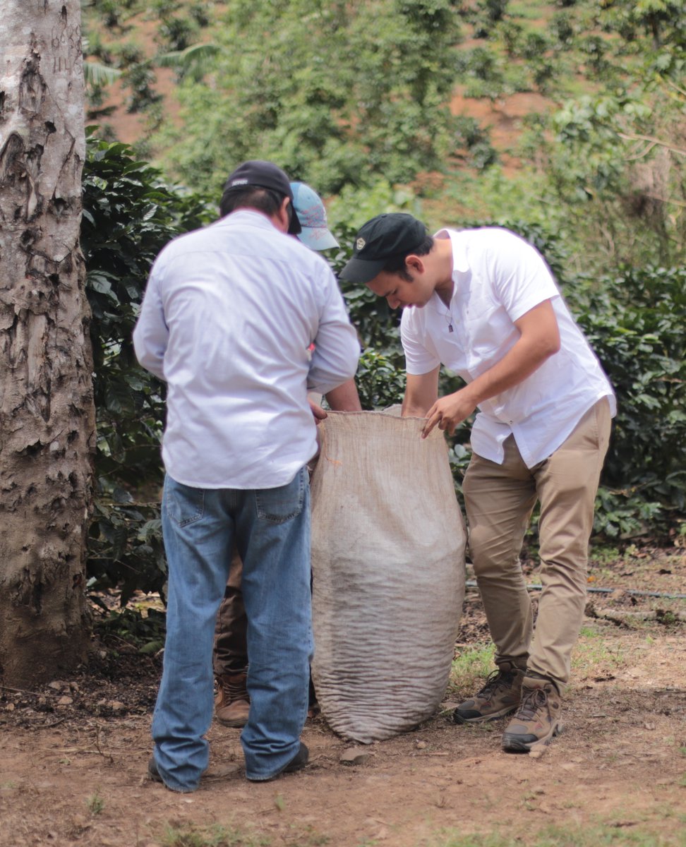 Wize Tea tweet media