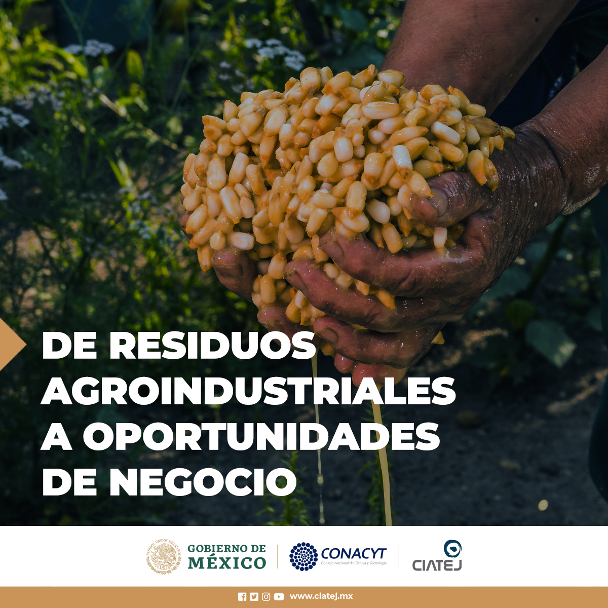 CentrosConahcyt's tweet photo. #SabiasQue La nixtamalización genera un efluente líquido conocido como #nejayote, que es excesivamente contaminante
Este problema puede ser una oportunidad de negocio, @CIATEJ nos habla de ello
#enterate ➡ https://t.co/8clWwKs0kK https://t.co/hjEA5otznp