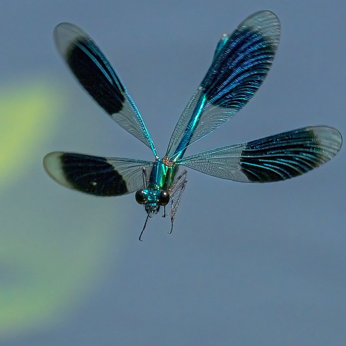 Paul Wright 🇬🇧🇯🇲🇸🇰 tweet media