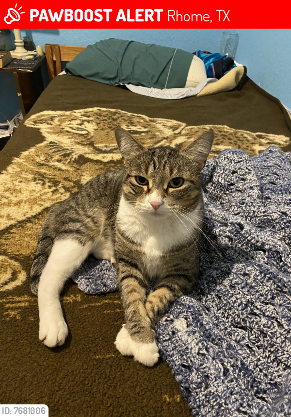 TXLostPets's tweet photo. Please RT! Bucky went #missing on December 16, 2021 in Rhome #Texas 76078 near Highway 2264 #lostcat #lostpets #pawboost https://t.co/yMDi9Zj60D https://t.co/5ckg7a3cEj