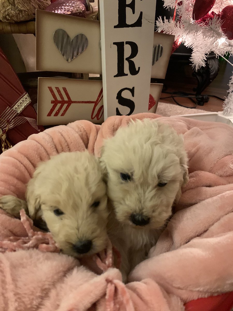 Standard Sized Golden-doodles F2’s for sale! 6 boys and 4 girls! Message me for more information.