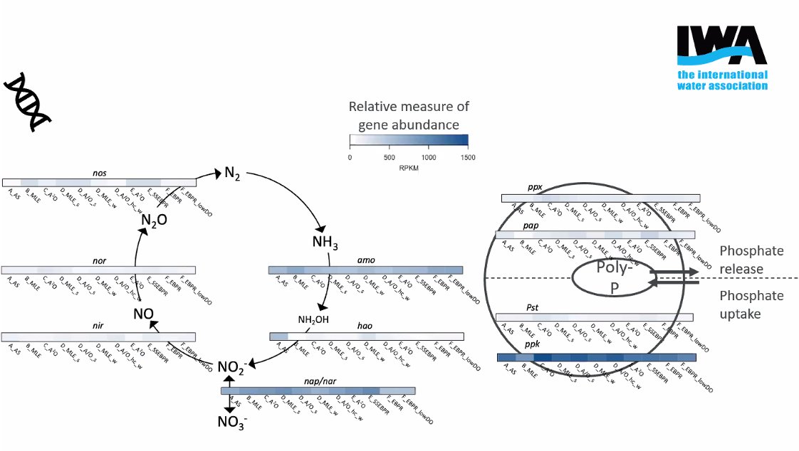 IWAHQ's tweet image. .@katrikchandran1 is now exploring the potential of #metaomics and illustrating his research on the #nitrogen and #phosphorus cycles 🧪🧬