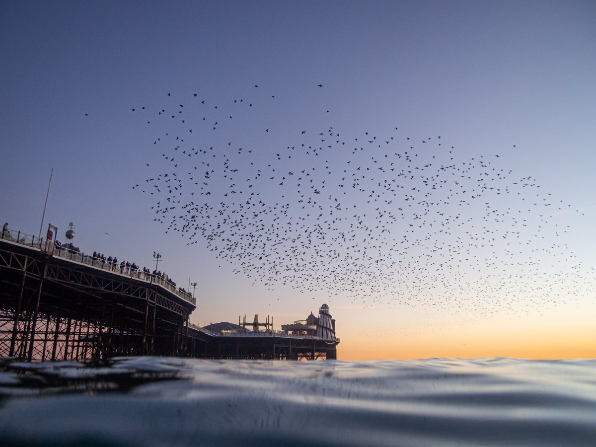It's my 18th winter swimming in the sea so I thought I would treat myself to wetsuit for longer swims. My new wetsuit comes in very handy for swimming under Brighton's starlings, I am able to stay in the water for 30 minutes very comfortably.
