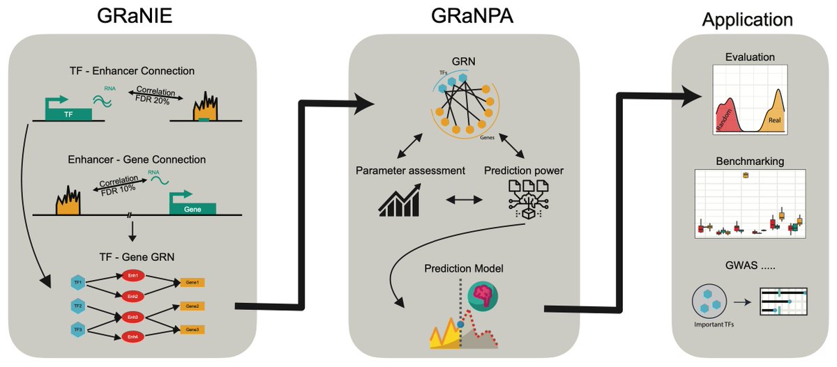 Aryan Kamal (@aryankamal_) on Twitter photo Very excited to share GRaNIE 👵 and GRaNPA 👴: Tools for Inference and evaluation of enhancer-mediated gene regulatory networks. Thanks to my awesome collaborators from the <a href="/zauggj/">Judith Zaugg</a> group especially <a href="/chrarnold84/">Christian Arnold</a>, <a href="/AnniqueC/">Annique Claringbould</a> and <a href="/nehadaga_nd/">Neha Daga</a>.(1/9)
bit.ly/3tU0U6U Very excited to share GRaNIE 👵 and GRaNPA 👴: Tools for Inference and evaluation of enhancer-mediated gene regulatory networks. Thanks to my awesome collaborators from the <a href="/zauggj/">Judith Zaugg</a> group especially <a href="/chrarnold84/">Christian Arnold</a>, <a href="/AnniqueC/">Annique Claringbould</a> and <a href="/nehadaga_nd/">Neha Daga</a>.(1/9)
bit.ly/3tU0U6U