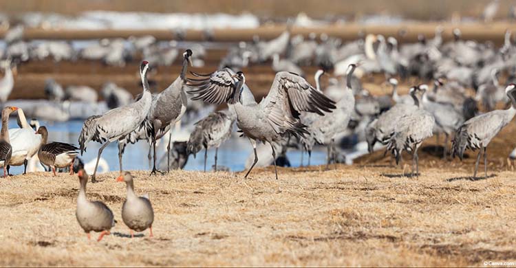 BonnConvention's tweet photo. 📢Following recent reports of avian influenza outbreaks, the CMS Secretariat has co-convened the Scientific Task Force on #AvianInfluenza and calls for action and cooperation. 

➡️See full briefing here:
https://t.co/YLZZ42BFD2 https://t.co/ml4FErKgpu