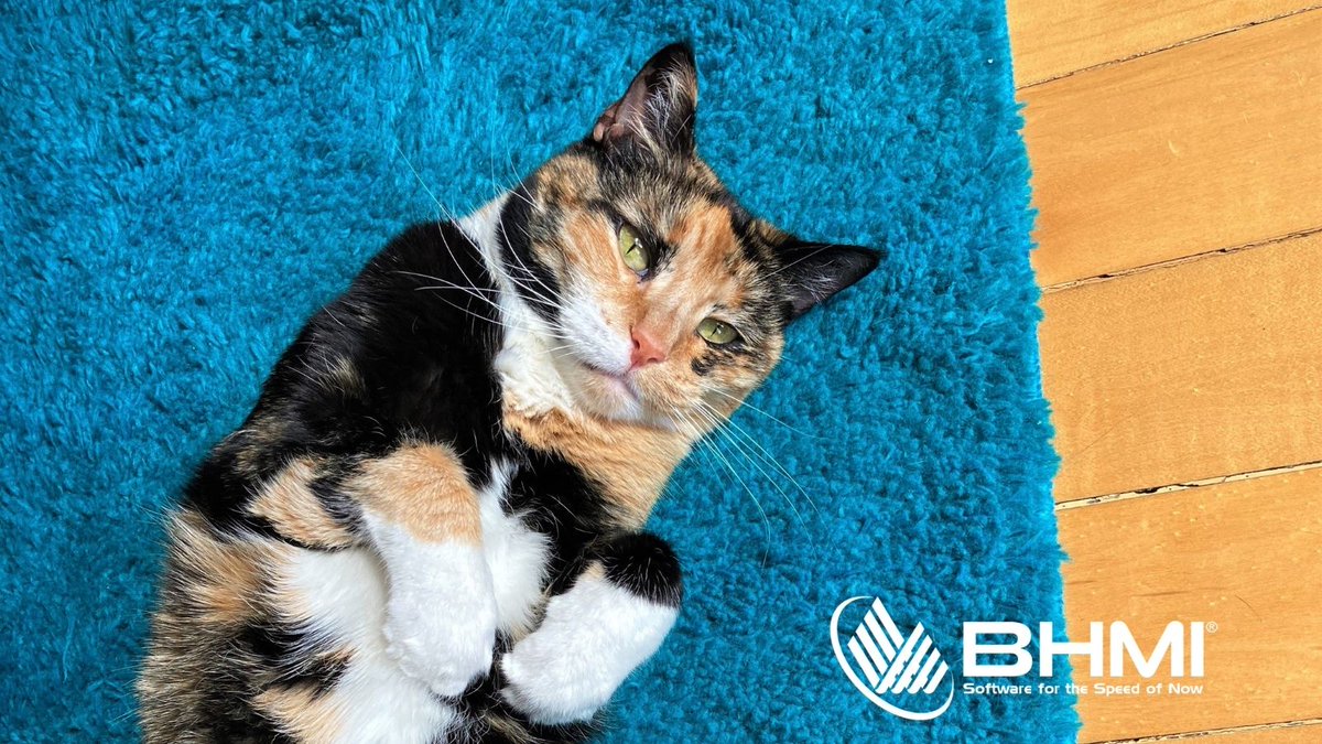 bhmisoftware's tweet photo. #MeetUsMonday

Meet Sheryl and Louis’ cat, Raven! She is a beauty for sure. We are so lucky to have Sheryl  on the #BHMI team.
#companyculture #fintech #meettheteam https://t.co/JiLiN3VsLU