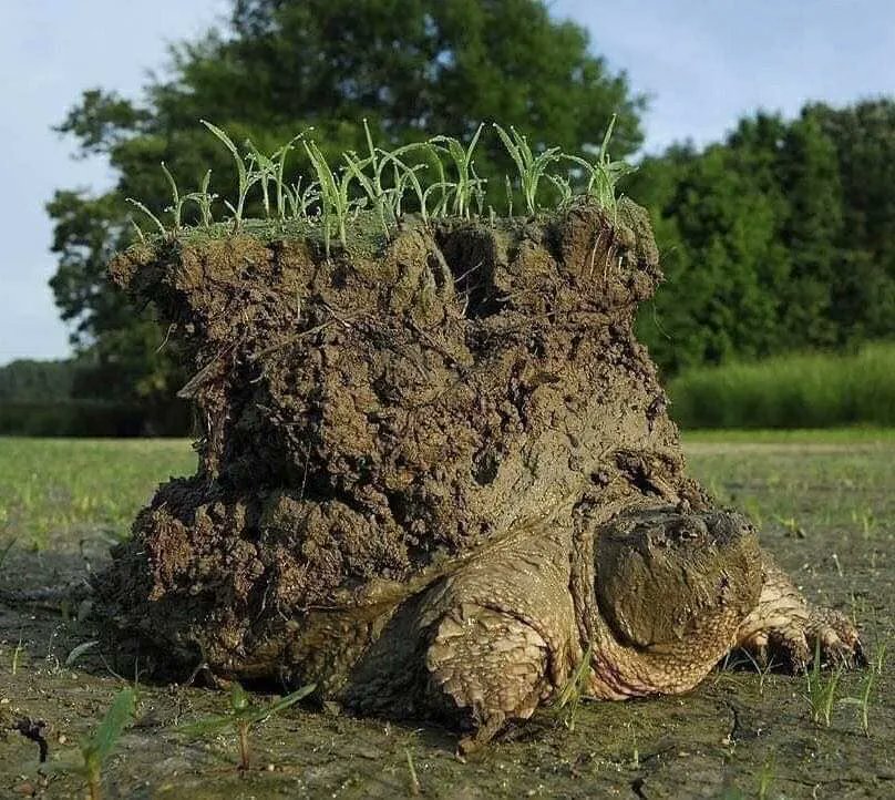 AmazingNature00's tweet photo. This very popular photo captured by Timothy C. Roth from Task Force Turtle portrays a snapping turtle that emerged after hibernation carrying the "earth" on its back https://t.co/Lsw6XEfksX