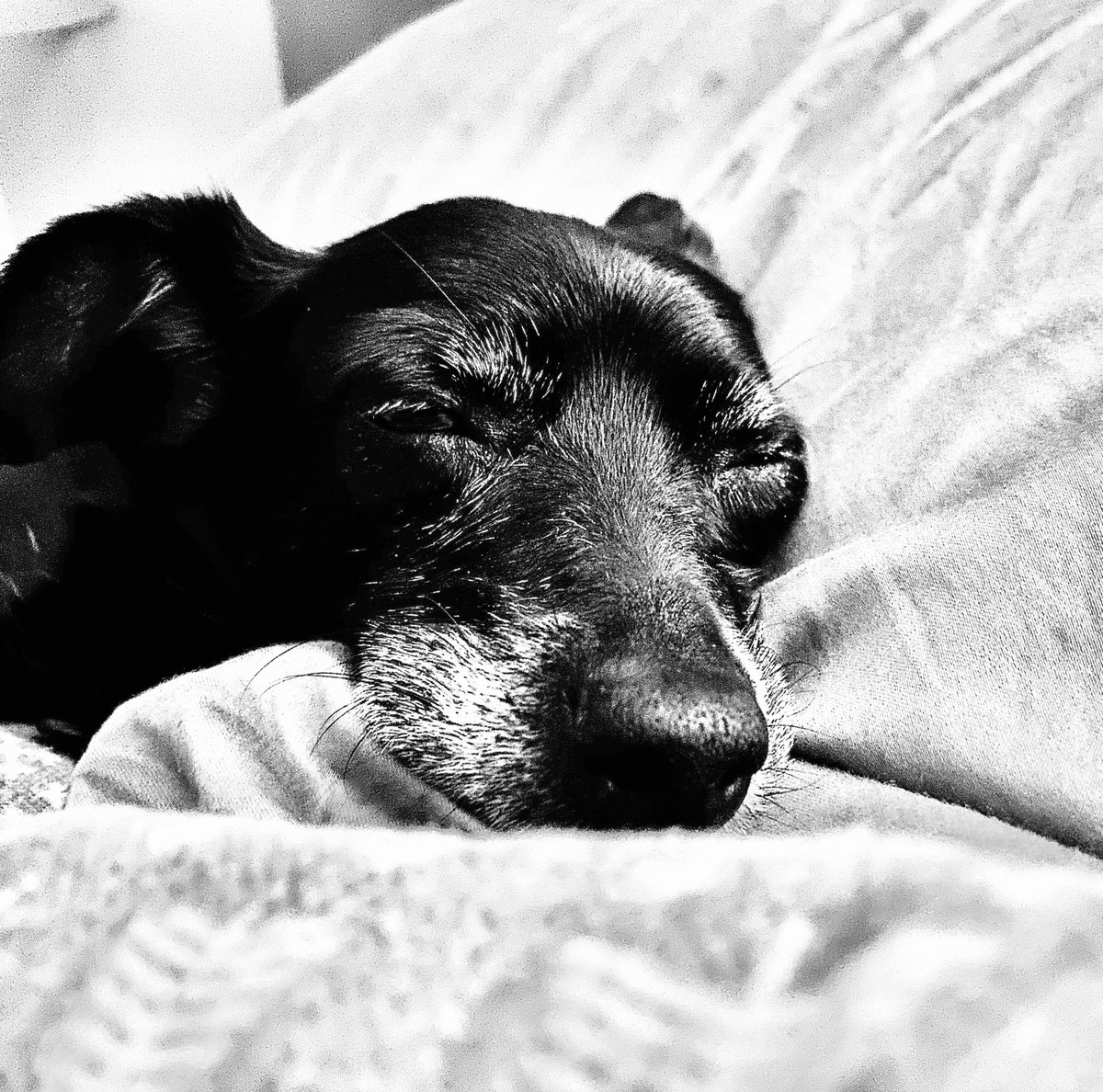 Ian_A_MacDonald's tweet photo. Is it Monday if you don’t open your eyes? #Onyx #LongerWeekend #SleepyDude #TeamMacDonald https://t.co/Qm3xQO03Ri
