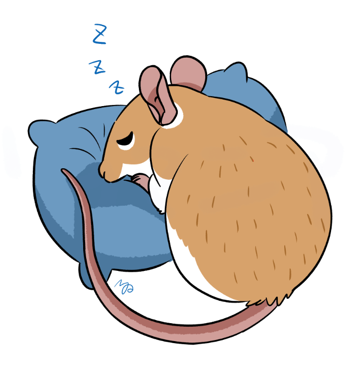 kroris_maki's tweet photo. おやすみなさぁい
#カイロトゲマウス
#CairoSpinyMouse https://t.co/M2EhADREHd