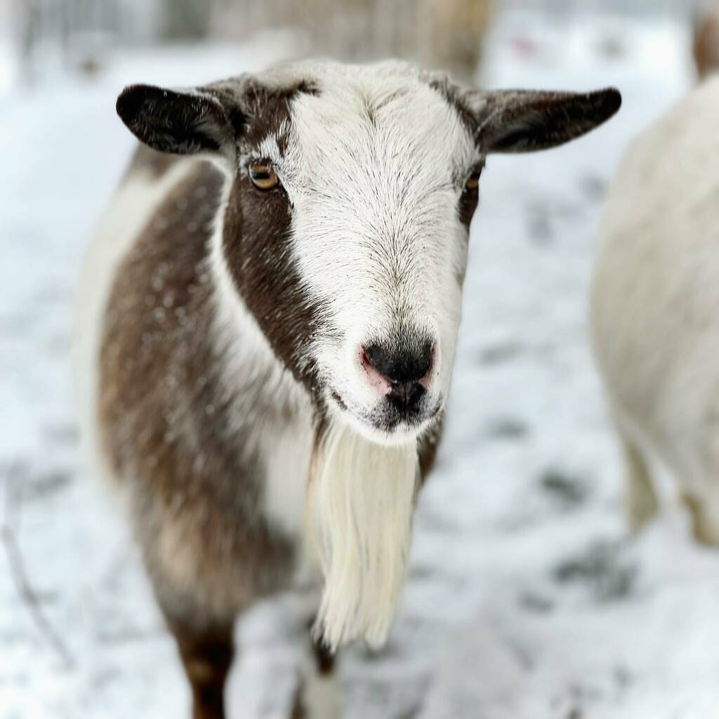 HauteGoat's tweet photo. It was incredible having guests back at the farm over the weekend!
Thank you for visiting.
xx Maddie
#goatsofinstagram #beautifulgoat #love #hautegoat #iloveporthope #getoutside https://t.co/h2ZU02OrOg https://t.co/xKB2yMlcJp