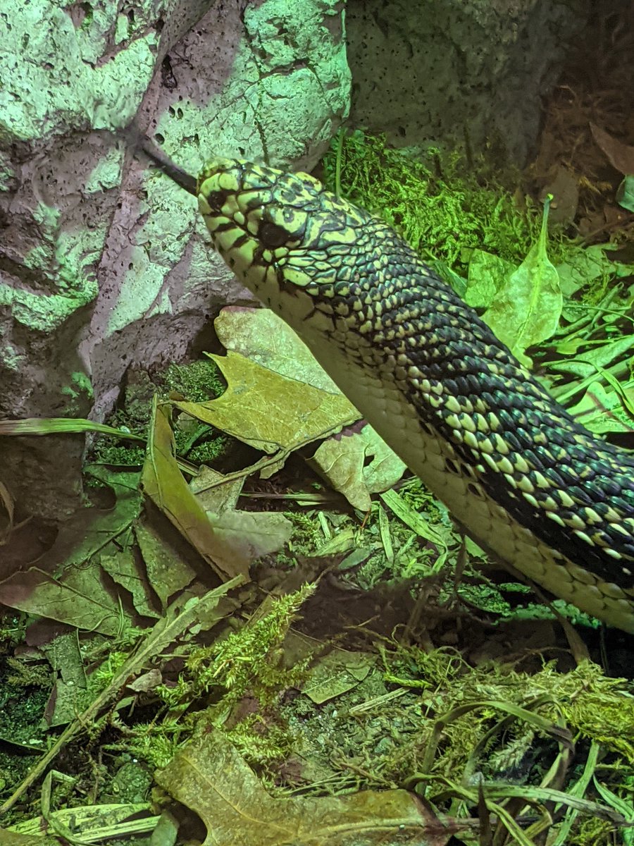 VLMuseum's tweet photo. The last known sighting of the pinesnake in VA was over 30 years ago! π If you observe a pinesnake, please contact Collegiate Assistant Professor Kevin Hamed (540-231-1887 or khamed@vt.edu). #valivingmuseum #PineSnake #VirginiaTech https://t.co/ek9rloUVz2