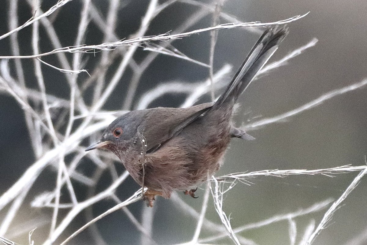 stormcabbirds's tweet photo. GOTCHA. After nearly 2 years I finally get myself a Dartford Warbler at @RSPBRainham awful weather, but these will do @RSPBEngland @Natures_Voice #birds #birdphotography #twitternaturecommunity #MoreBirdsLessPolitics #BirdsSeenIn2022 #wildlifephotography https://t.co/PSpAeJ1mNw