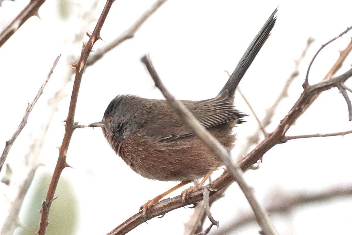 stormcabbirds's tweet photo. GOTCHA. After nearly 2 years I finally get myself a Dartford Warbler at @RSPBRainham awful weather, but these will do @RSPBEngland @Natures_Voice #birds #birdphotography #twitternaturecommunity #MoreBirdsLessPolitics #BirdsSeenIn2022 #wildlifephotography https://t.co/PSpAeJ1mNw