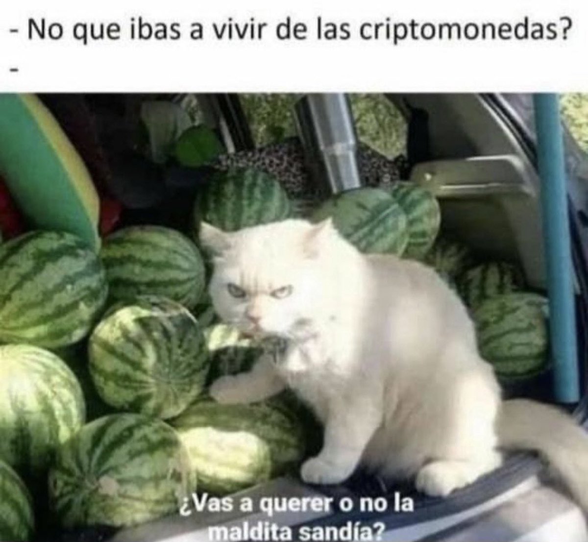 techconcatalina's tweet photo. Verdulería completa ya… 😂

#TodoEsMejorConHumor #LaVidaCripto https://t.co/6mti52t3zs