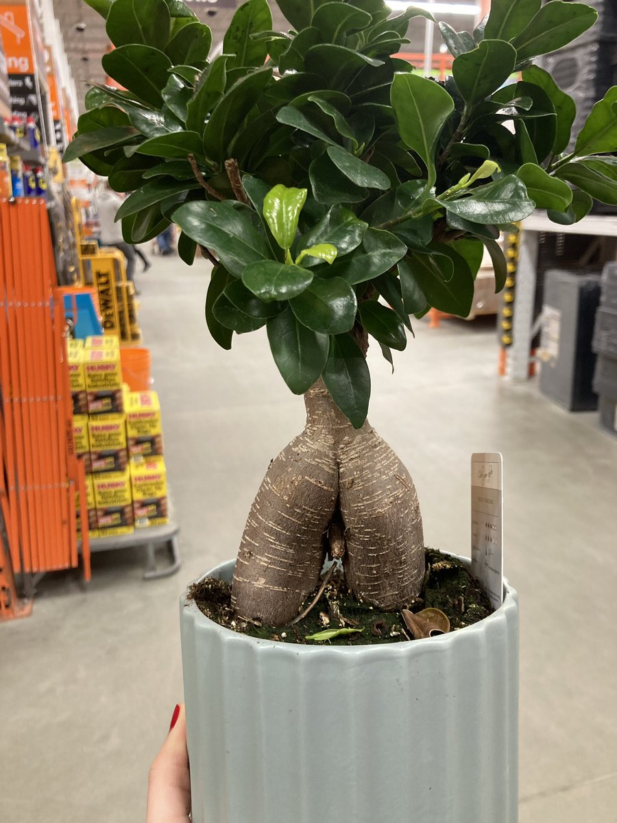 Claire Robertson tweet media