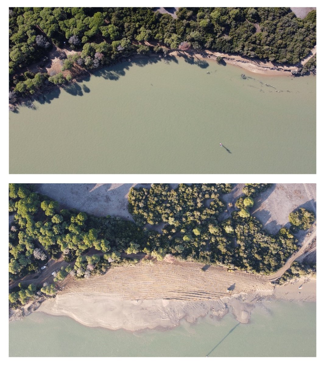 PuertoDeSevilla's tweet image. ☘️Recuperamos el litoral de #Doñana con 62.000 m3 de arenas del dragado de mantenimiento #Guadalquivir🚢 #WorkingWithNature

Con esta actuación hemos contribuido a la recuperación del ecosistema dunar y de un tramo de la vía #Almonte #Sanlúcar. Más info ℹ️ bit.ly/3qTfJoj
