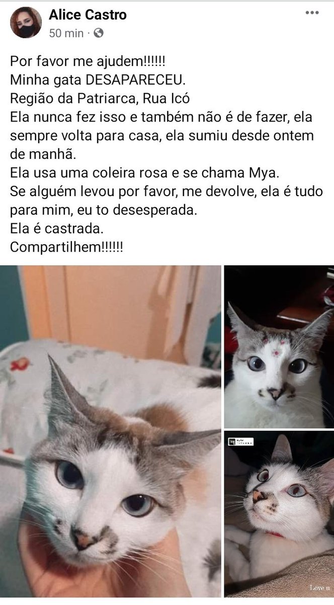 licemoonn's tweet photo. É minha gata, pff dêem rt https://t.co/AuxjRqpStX
