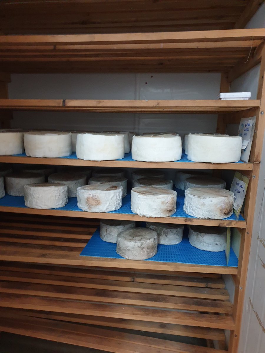 RibblesdaleC's tweet photo. Another maturing room scrubbed, cleaned and tidied. The #Goatisans are very happy, proud of their cleaned out dorm and are asking for more new friends. Two down, one to go. https://t.co/zZFHG1Bi9q