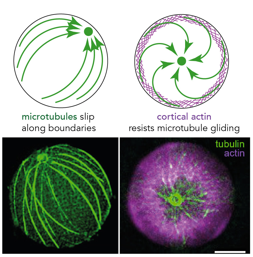 In this study, Shohei Yamamoto investigated the role of actin network in the regulation of the positioning of microtubule asters by reconstituting the crosstalk between the two systems in vitro in closed microwells.
biorxiv.org/content/10.110…