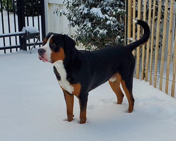 CC Photo of the Day- Snow Day!

WOW! It looks very chilly in Eastern North Carolina! Sully enjoying his first real snow! Photo sent in by Dr. Marc Sabo.  caninechronicle.com/?p=222813