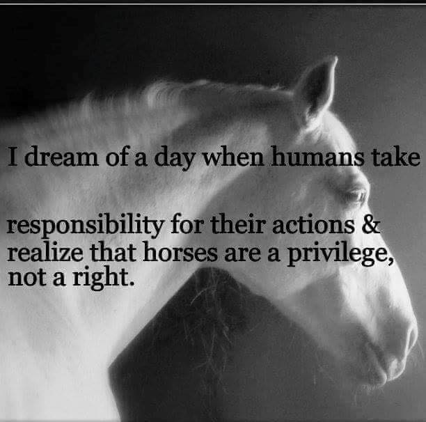 CagesFree's tweet photo. So do I πππ΄ππ#horses #BackToFreedom #WildAndFree https://t.co/XMplPvO36K