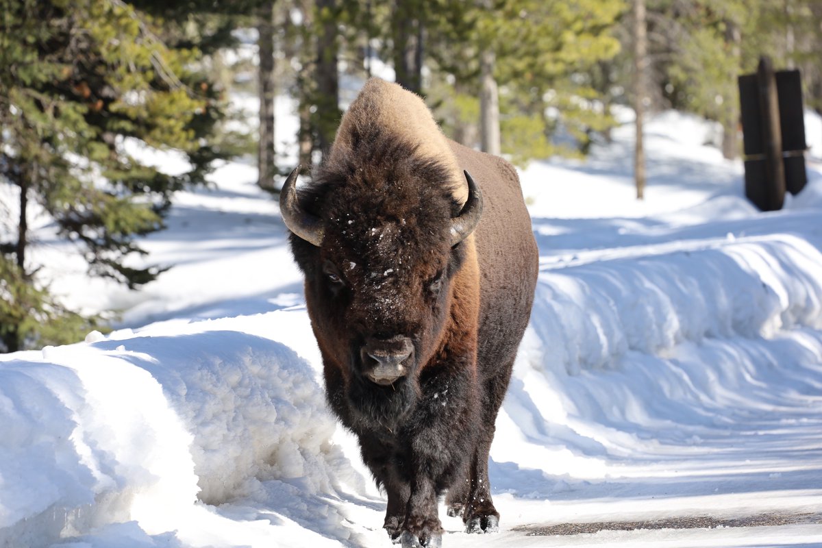 Good morning from <a href="/AltYelloNatPark/">AltYellowstoneNatPar</a>