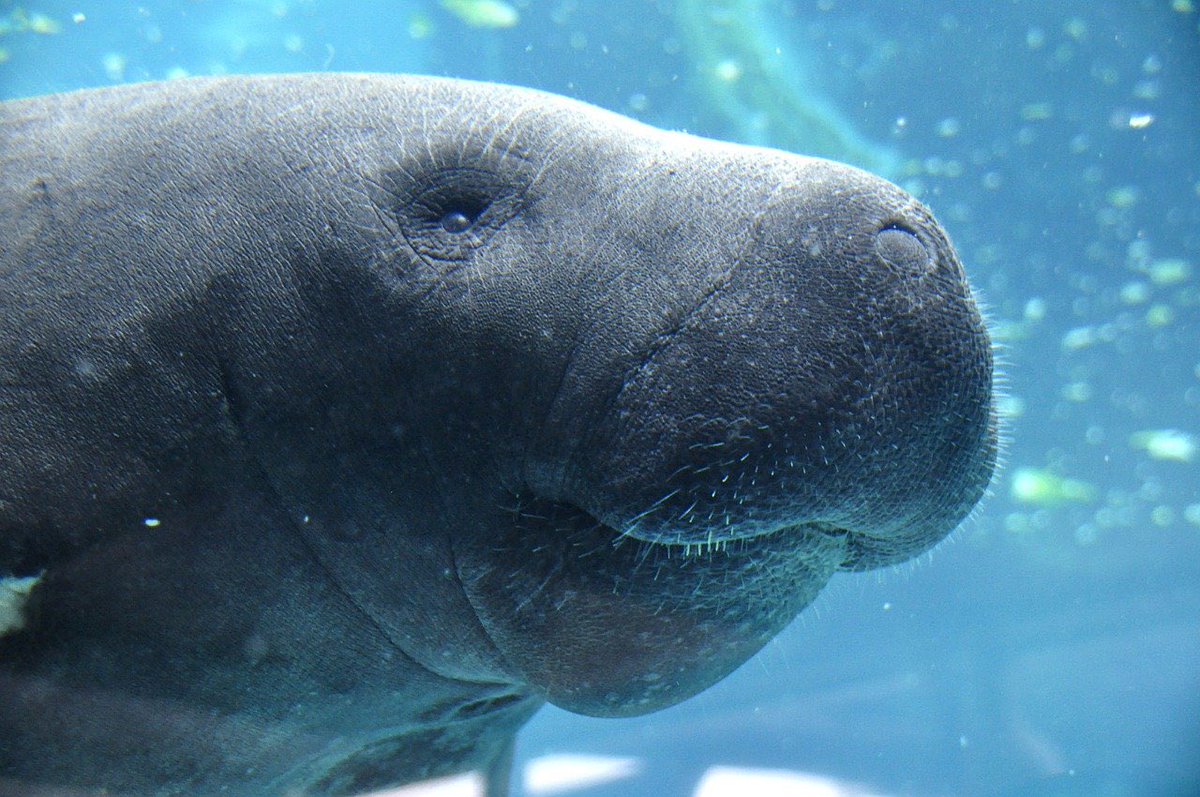 Happy #ManateeMonday, friends! ✨

Did you know the manatee is a distant cousin of the elephant?  If you look  closely, their snoots have a small but noticeable trunk-like appearance! 🐘

ow.ly/JjL850DZ2F4