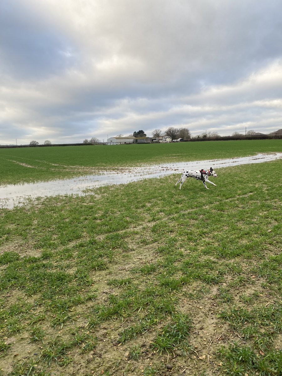 StanleyTheDally's tweet photo. Been busy stretching my legs . #SpeedyStan . Hope everyone is all good. https://t.co/ApZBZqdIBB