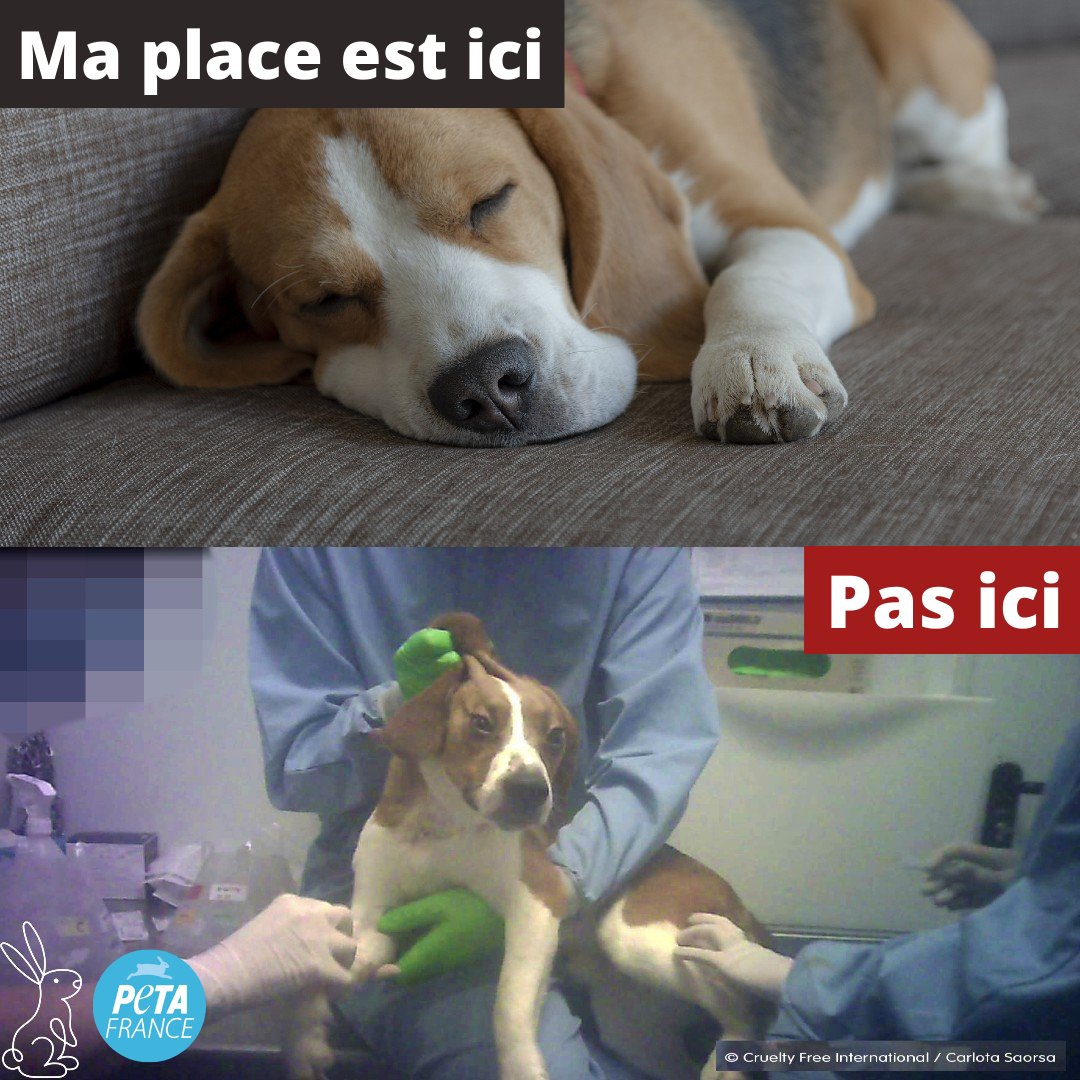 PETA France tweet media