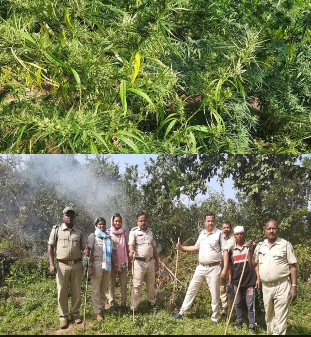 spgajapati's tweet photo. Today i.e. on 24.01.22  #Hempplantdestruction  #jointraid conducted near  Antarali-B of R.udayagiri PS. Total 2,07,366  #hempplants spread in 103.683 Acres worth of Rs 20,73,66000 #destroyed.@DGPOdisha @odisha_police @igpsr @MoSarkar5T https://t.co/NwEib9QxZ4