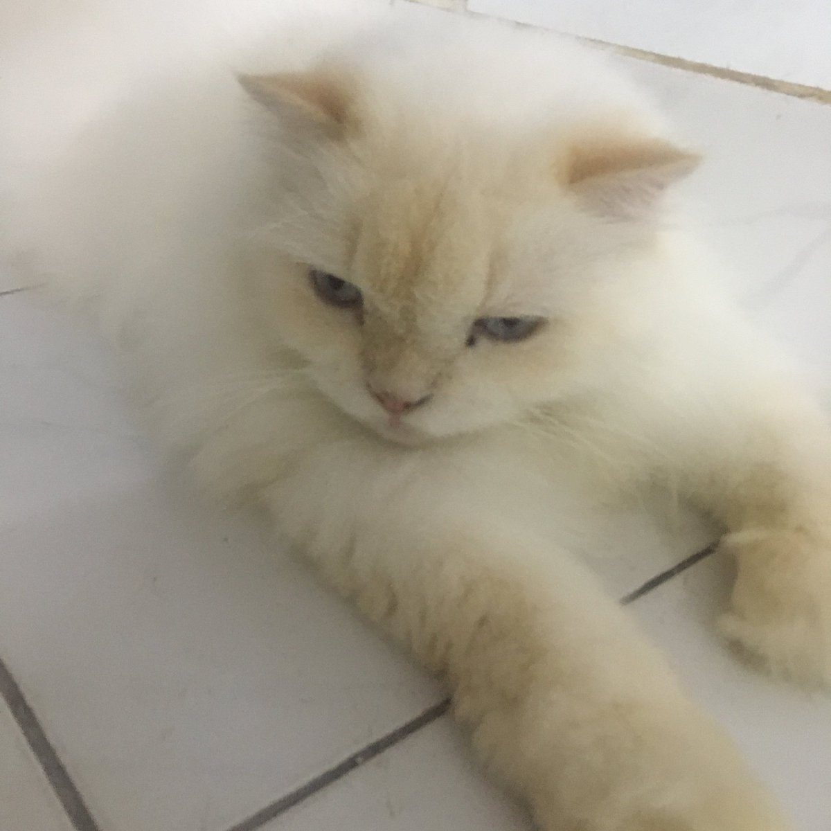 Kokithe_7's tweet image. พอเขาอายุได้สิบปี มันก็จะใจหวิวค่ะ รู้ว่าคงต้องเริ่มนับถอยหลังกันแล้ว แต่เราจะบอกรักเขา ทำให้เขารู้สึกว่าเรารักเขามาก ทำให้เขามีความสุขที่สุด