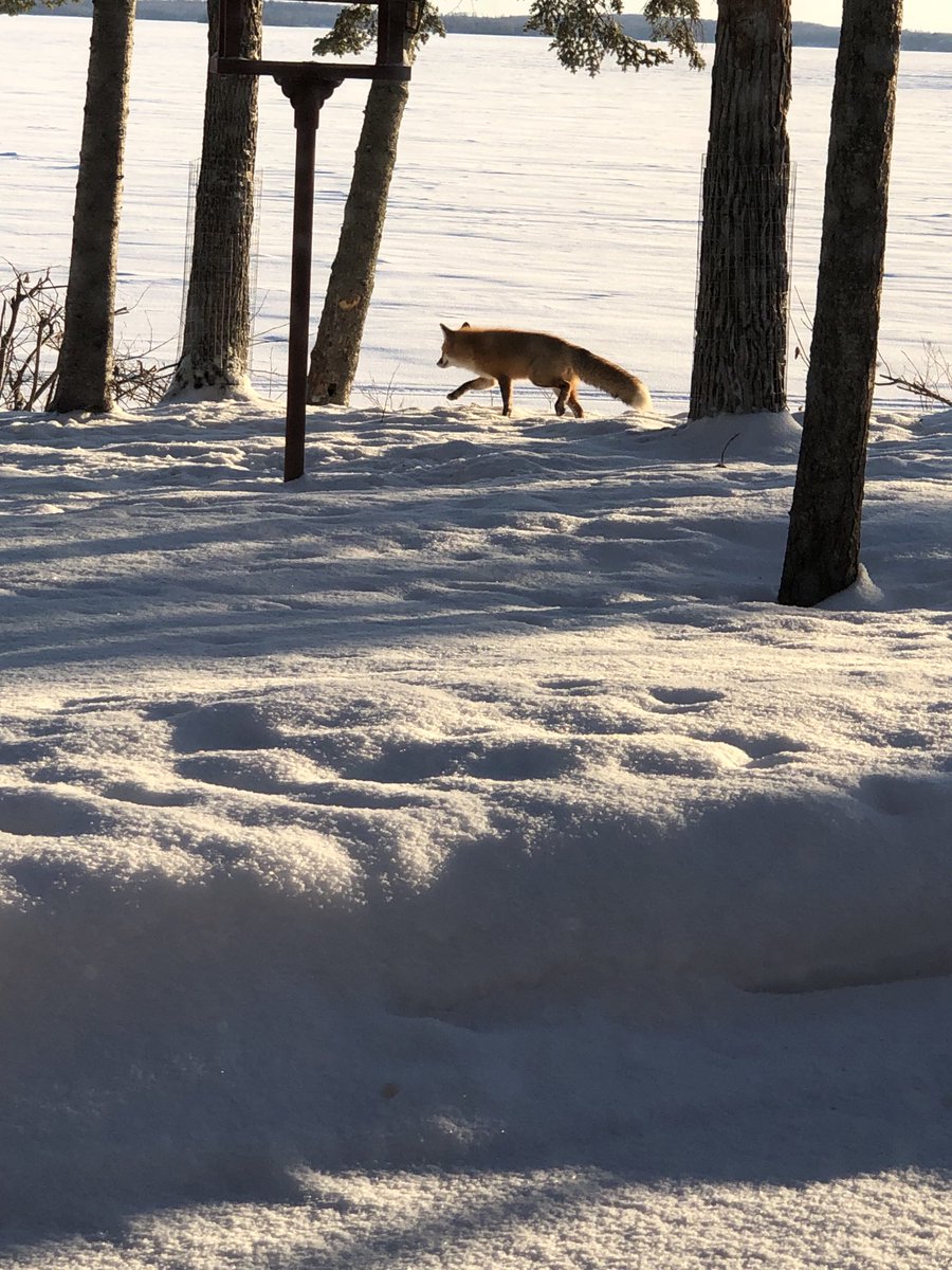 Morning coffee with Mr Fox passing by😊🦊