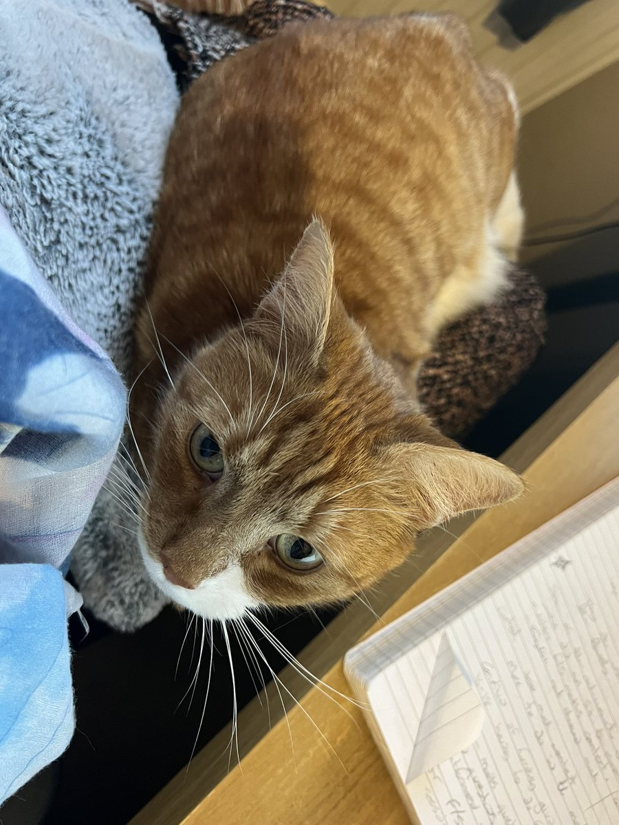 KatherineC_CG's tweet photo. Trying to focus on my meetings and Marmalade has other ideas. No my pencil is not a toy🙄 https://t.co/gaTihTuWsi