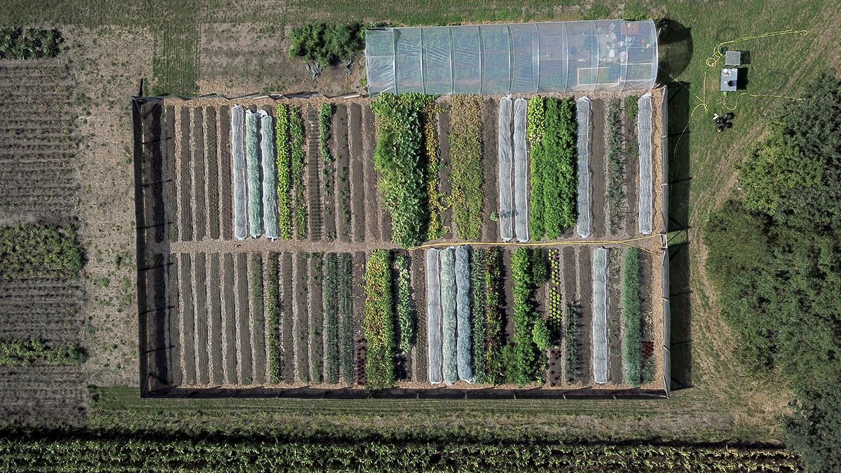 DFKI's tweet photo. Gründung am #DFKINiedersachsen! Bald sollen sich autonome Roboter durch Gemüsebeete bewegen. Sie könnten den Einstieg in eine zukunftsträchtige Landwirtschaft fördern: #MarketGardening gilt als ökologisch und ertragreich. News zum neuen Startup-Projekt: https://t.co/2mTQjge6cZ https://t.co/mXJ7myPpoq