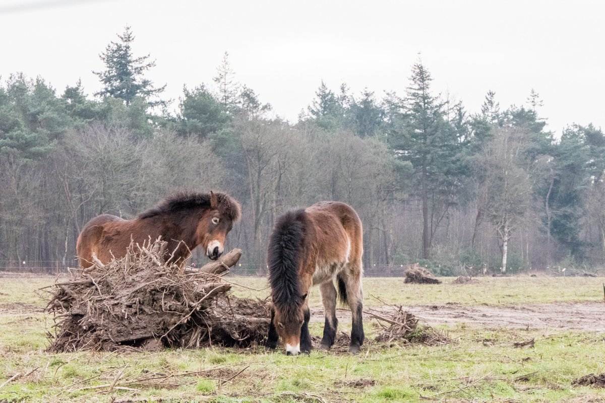 Vossen, dassen, reeën, blauwe kiekendief. De 30 hectare nieuwe natuur aan de Weversweg, Maashorst valt in de smaak bij allerlei wilde dieren. Ook deze Exmoor pony's genieten volop. Fotocredits: Sem van Hoogstraten.
staatsbosbeheer.nl/over-staatsbos…