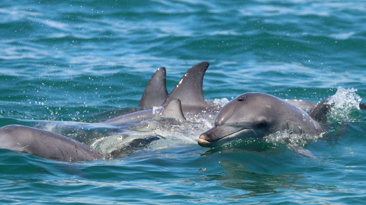 AnimBehSociety's tweet photo. 1/5 My first #PhD chapter found that #dolphins have social traits comparable to extraversion/introversion in humans. These preferences begin to show as calves and remain into old age! #ABStakeover #academicchatter @TCamille22 https://t.co/INpQ0Gua8v