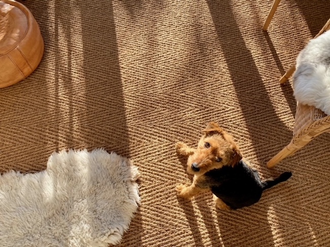 AlternativeFlr's tweet photo. Elevate the everyday with a #rug, an easy way to #refreshyourhome. Here’s a happy customer who shared her revamped #interior, featuring a natural rug made with #MakeMeARug. Feeling inspired? https://t.co/G6KpL3AEFY
#alternativeflooring #flooringyoufallinlovewith https://t.co/Qu1gFLHRB0