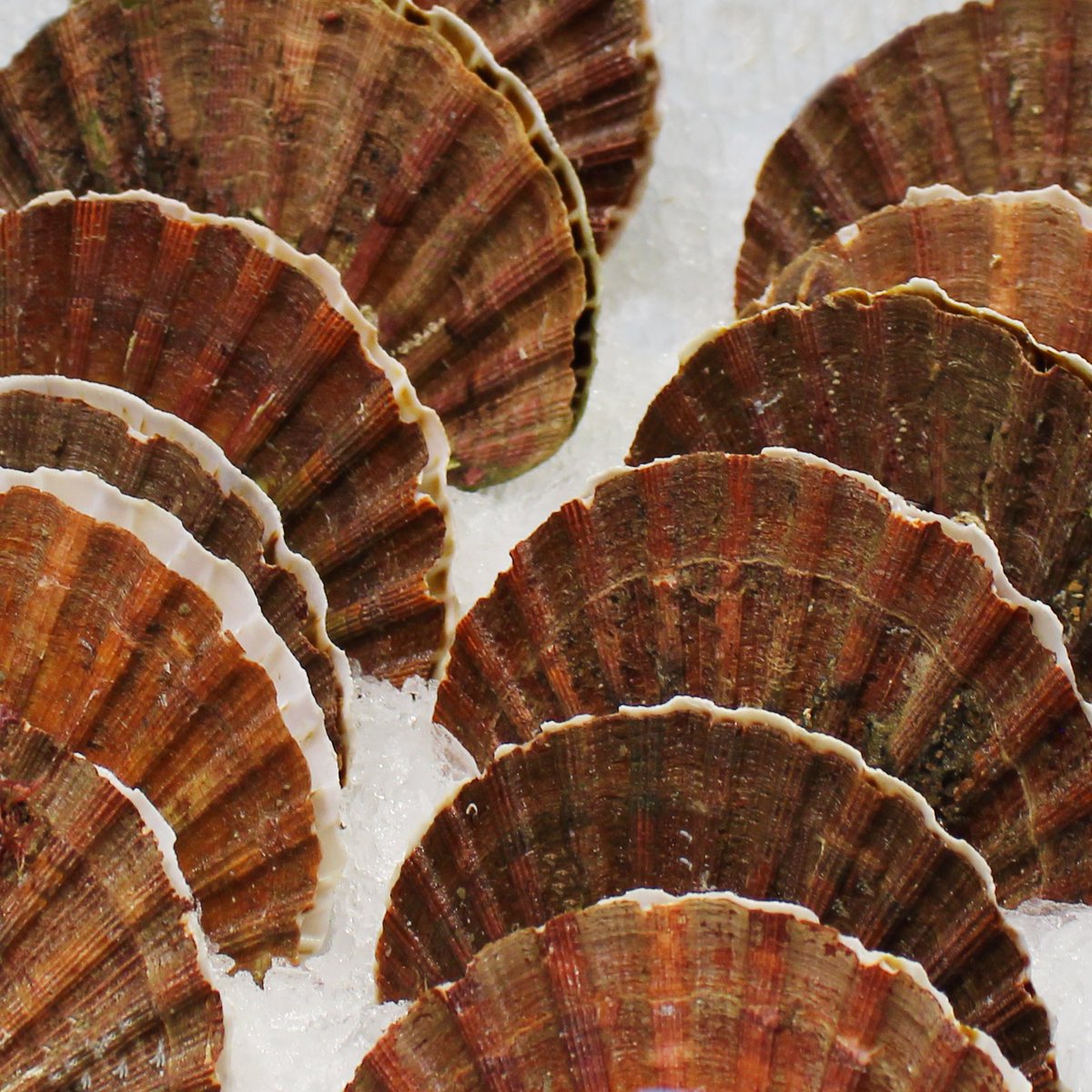 Visit us for fresh seafood! From scallops, squid to lobsters and oysters! 😋

#hmart #seafood