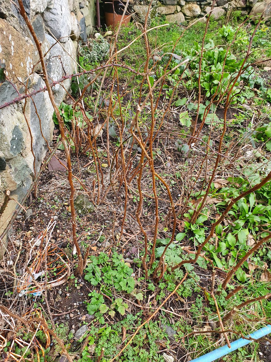 ceri_ULcymru's tweet image. Daisy &apos;helping&apos; me in the garden earlier pruning raspberries. Have you decided what to grow this year? 
#growinglearning #learnandgrow #growandlearn #gardenplanning #wintergardenjobs
