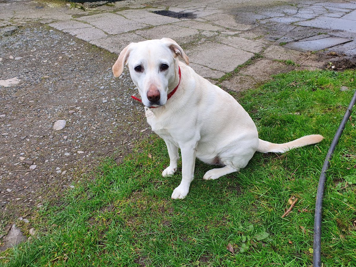 ceri_ULcymru's tweet image. Daisy &apos;helping&apos; me in the garden earlier pruning raspberries. Have you decided what to grow this year? 
#growinglearning #learnandgrow #growandlearn #gardenplanning #wintergardenjobs