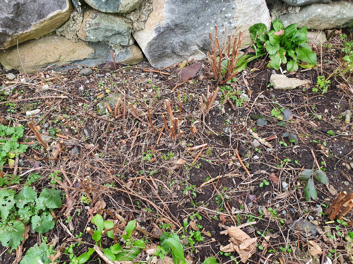 ceri_ULcymru's tweet image. Daisy &apos;helping&apos; me in the garden earlier pruning raspberries. Have you decided what to grow this year? 
#growinglearning #learnandgrow #growandlearn #gardenplanning #wintergardenjobs