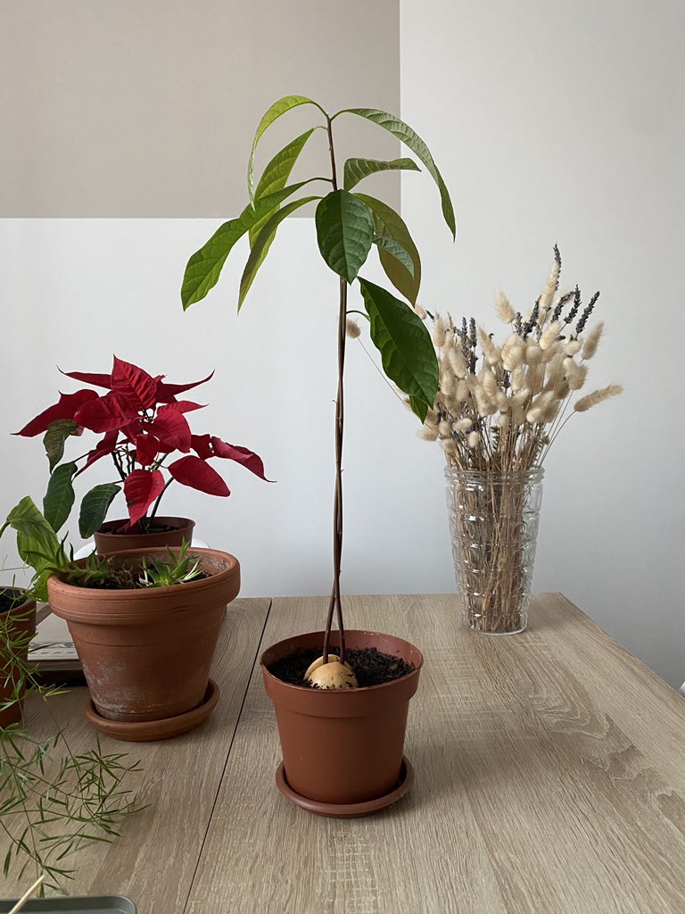 30 août 2021 vs. aujourd’hui 🪴