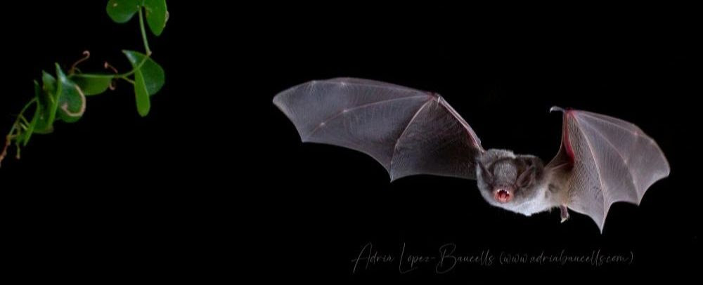 🦇*** RESULTATS 2021 *** 🦇
Programa de Seguiment de Ratpenats
Ja estem ben entrats el 2022 i molts de vosaltres heu començat amb els vostres QuiroHàbitats, QuiroRius, QuiroCaixes i QuiroRefugis. Com cada any, us enviem un resum de les dades obtingudes! ✅Obrim fil 👇