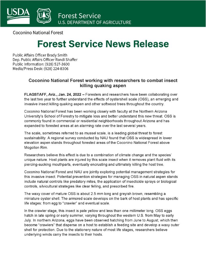 CoconinoNF's tweet photo. #PressRelease Researchers are currently collaborating to further understand the effects of oystershell scale (OSS), an emerging and invasive insect killing quaking aspen and other softwood trees. Faculty at the @NAUForestry are working closely with Forest Service staff... https://t.co/amtJfvp1Ur