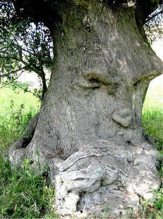 frpnet's tweet image. Ağaçsakal'ı bulduk. 🌳

#LotR #treebeard