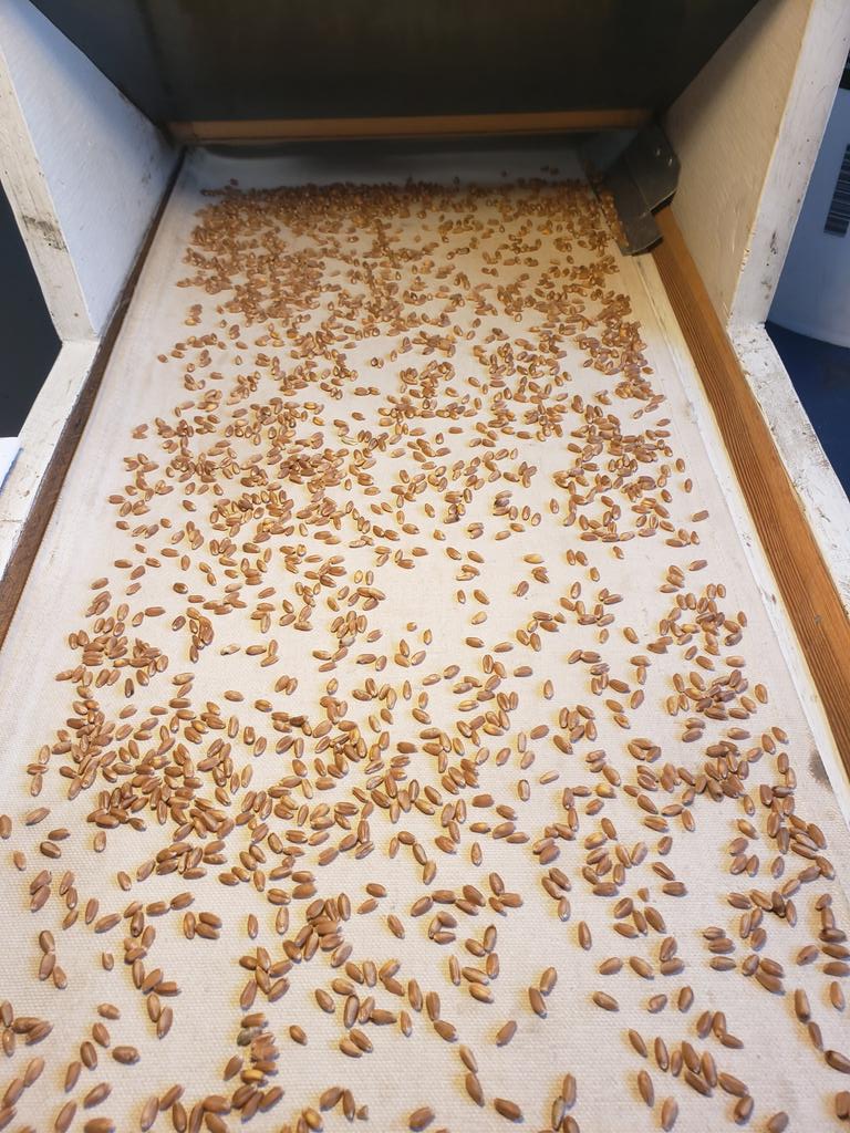 rayndaseeds's tweet photo. Last of the pedigreed seed varieties going through the cleaners this week.AAC Penhold. Reasonable supply of some varieties left https://t.co/SZ3lfXvaNN