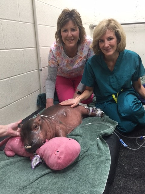 Cincinnati Children's (@cincychildrens) on Twitter photo Today we wish <a href="/CincinnatiZoo/">Cincinnati Zoo</a>'s favorite hippo, Fiona, a Happy 5th Birthday! Among all who celebrate her each year, are our own Vascular Access Team members Darcy Doellman & Blake Gustafson who helped get her life-saving fluids when she needed them the most. Hip Hip Hooray! Today we wish <a href="/CincinnatiZoo/">Cincinnati Zoo</a>'s favorite hippo, Fiona, a Happy 5th Birthday! Among all who celebrate her each year, are our own Vascular Access Team members Darcy Doellman & Blake Gustafson who helped get her life-saving fluids when she needed them the most. Hip Hip Hooray!
