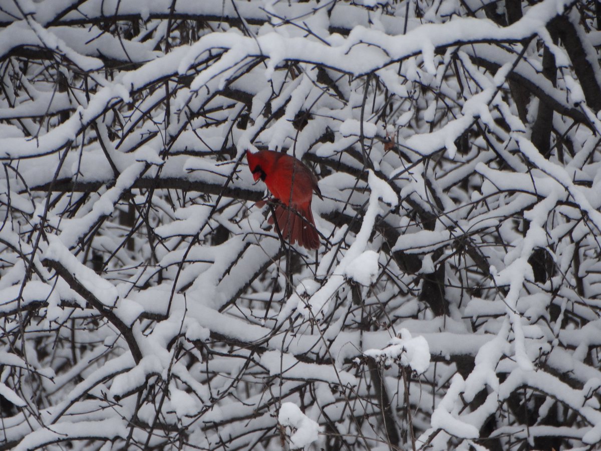 wanderlustmark's tweet photo. #WinterWeatherAdvisory: 
We ADVISE you to go see the beautiful #winterweather...on foot, of course!
#colorsofwinter #midwest #winter #ilwx https://t.co/vE5ggBpXFT